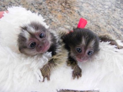Marmoset Monkeys Ready For Sale
