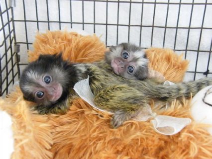 Baby Marmoset Monkeys for Sale
