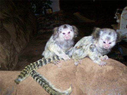 Male and Female Marmoset Monkeys For Sale 1
