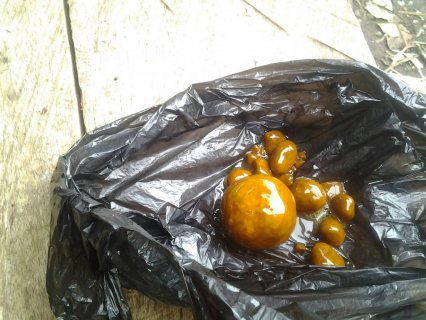  High quality Cow/Ox gallstones for sale 1