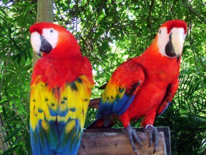 Beautiful Male And Female Macaw Parrots For Sale
