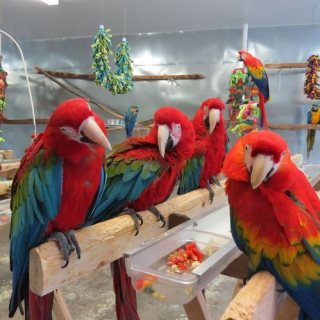 Adorable Macaw Parrots For Pet Lovers
