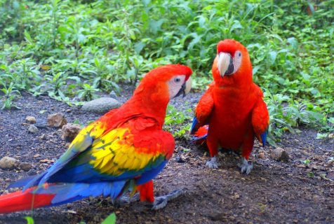 Affectionate Macaw Parrots Looking For Good Homes 