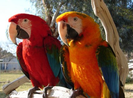 Lovely Macaw Parrots For Sale 