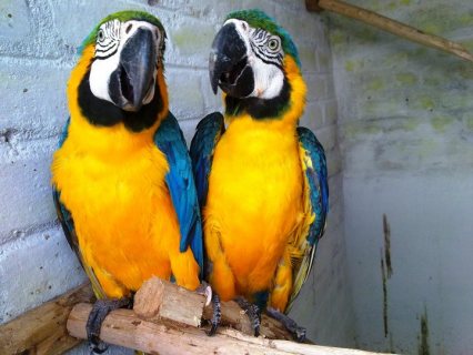 Gorgeous Home Raised Macaw Parrots For Sale