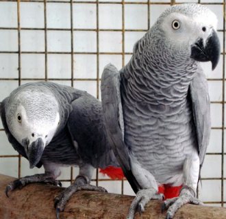 Charming African Grey Parrots For Sale 