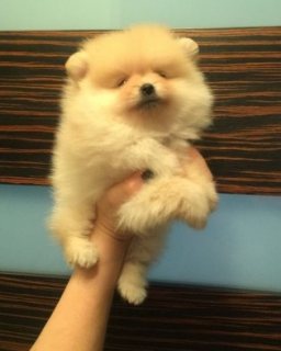 Adorable Pomeranian Puppies For Sale.