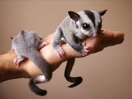 Grey and White Face Sugar Gliders 