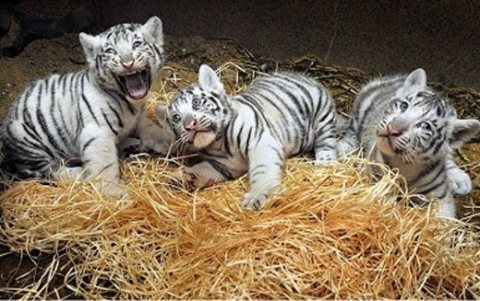 Friendly Tiger Cubs available for good homes. 1