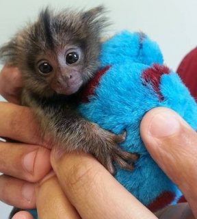 Marmoset Monkeys Available for sale