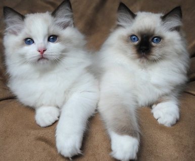 Cute and Lovely Home Raised Ragdoll Kittens. 1