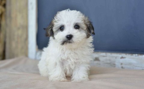 Cute Havanese puppies for sale 1