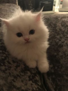 Adorable Persian kittens for sale 1