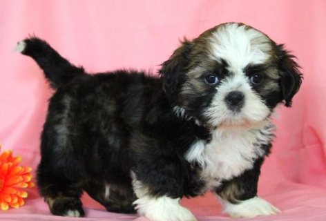 Quality Shih Tzu puppies for sale