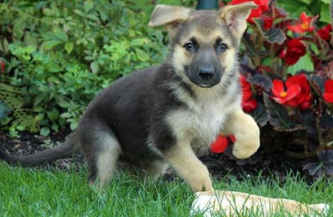 Trained German shepherd puppies for sale