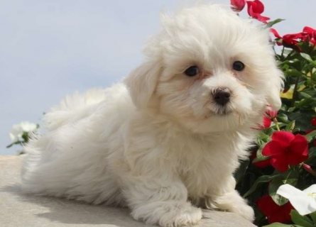 Quality raise Maltese puppies for sale