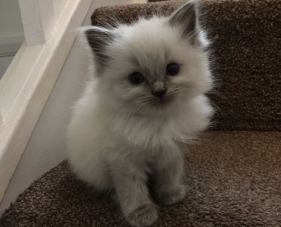 Awesome Ragdoll kittens available for sale