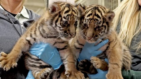 Trained Tiger cubs for sale