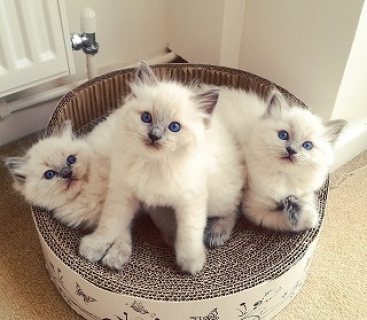 Beautiful Ragdoll Kittens for Sale 