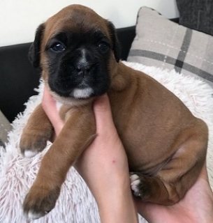 Purebred Boxer Puppies for Sale