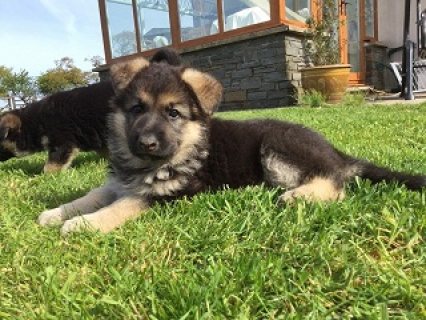 Registered German Shepherd Puppies for Sale