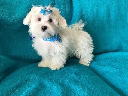 Baby Maltese Puppies for Sale