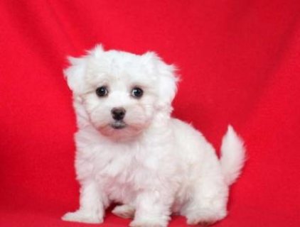  Maltese puppies for sale