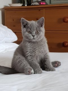 Male and female British Shorthair Kittens For Sale 1