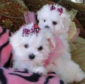 Quality home raise Maltese puppies for sale