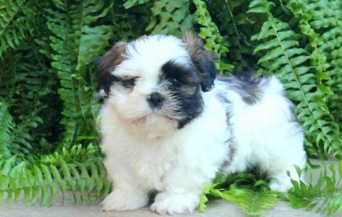 Clean Shih Tzu puppies for sale 1