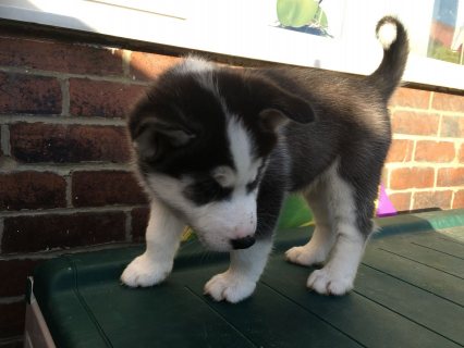 Siberian husky puppies available for sale 