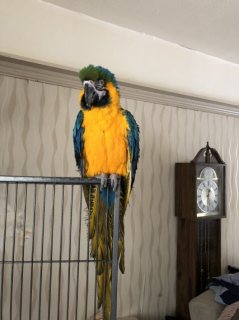 Beautiful Male and Female Hyacinth Macaws For Sale 1