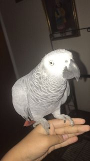 Sweet and lovely African grey parrots for sale 1