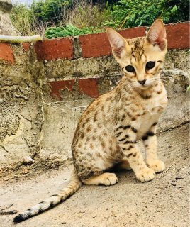 Beautiful Savannah Kittens Available For Sale