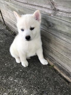 Healthy Pomsky Puppies for Adoption  1