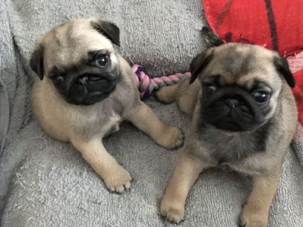 Beautiful Pug puppies for rehoming  1