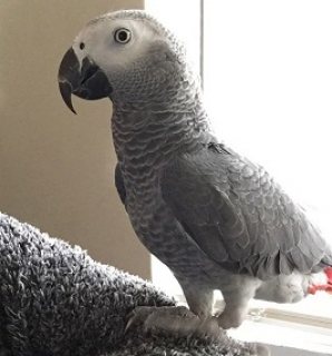 African Grey Parrots Ready for Sale 1