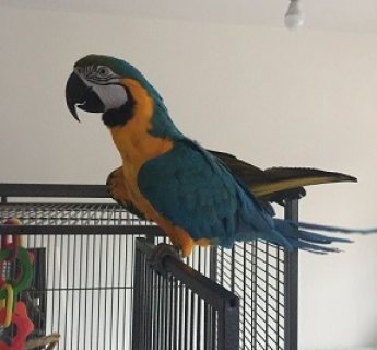 Blue and Gold Macaw Parrots for Sale 1