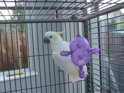 Lovely Cockatoo Parrots For Sale  1