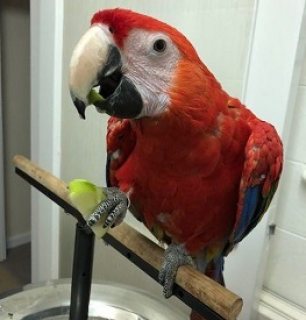 Scarlet Macaw Parrots 