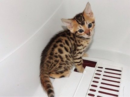 Cute Bengal Kittens Available 1