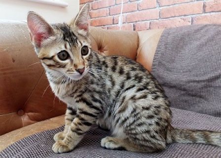Savannah Kittens For Sale 1