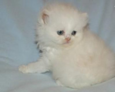 Persian Kittens For Sale  1