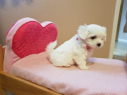 Adorable Maltese Puppies For Sale 1