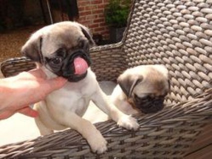 Male and Female Pug Puppies For Sale. 1
