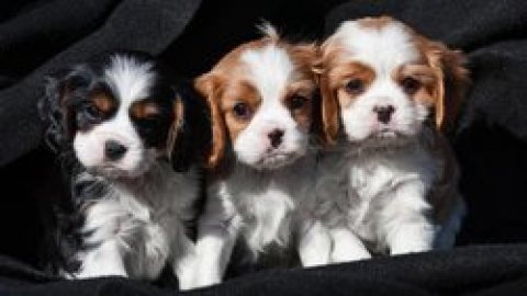 Cavalier King Charles Spaniel Puppies For Sale 1