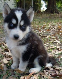 Siberian Husky puppies available. 