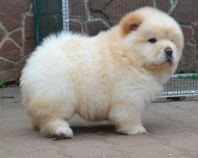 Chow Chow Puppies for good homes 1