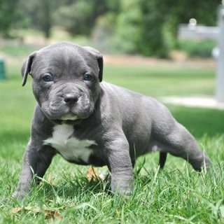  Blue Pit bull Puppies ready for good families 1