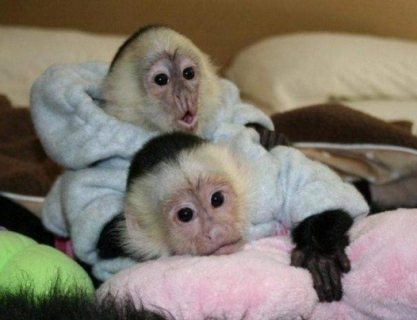 Super clean Capuchin Monkeys for sale 1